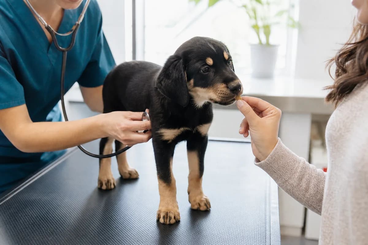 Puppy receiving a calm first veterinary wellness exam and a small food reward