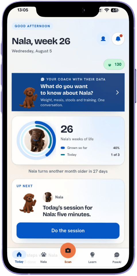 The PawAI app on a phone, showing a puppy's plan for the day
